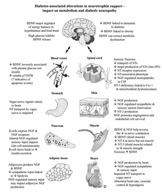 7,8-DHF fordiabetes 7,8-DHF fordiabetes