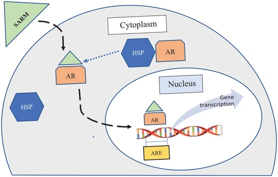 TLB 150 Mechanism of Action TLB 150 Mechanism of Action