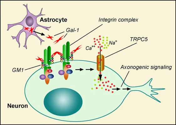 jnc13418-fig-0010-m jnc13418-fig-0010-m