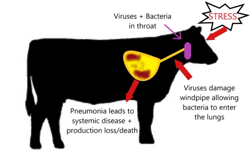 Bovine Respiratory Disease BRD