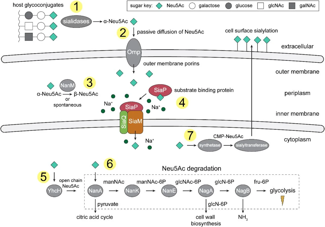 CMP-NA2 targeting