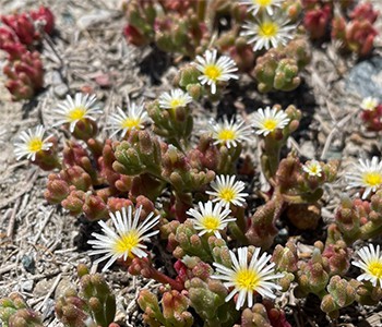 Суккуленты действительно можно использовать в качестве лекарства!