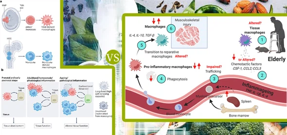 51Spermidine Trihydrochloride A 51Spermidine Trihydrochloride A