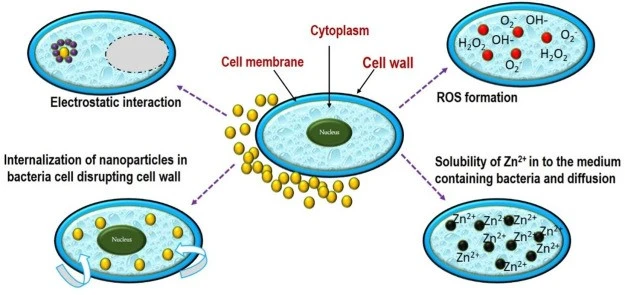 Hinokitiol's antibacterial activity Hinokitiol's antibacterial activity
